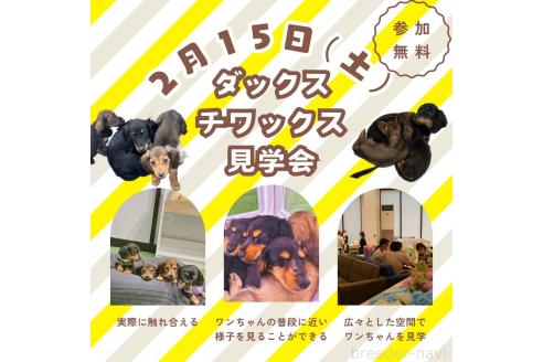 成約済の茨城県のカニンヘンダックスフンド(ロングヘアード)-360895の3枚目